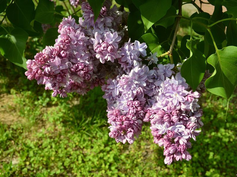 Сирень п кончаловский фото и описание